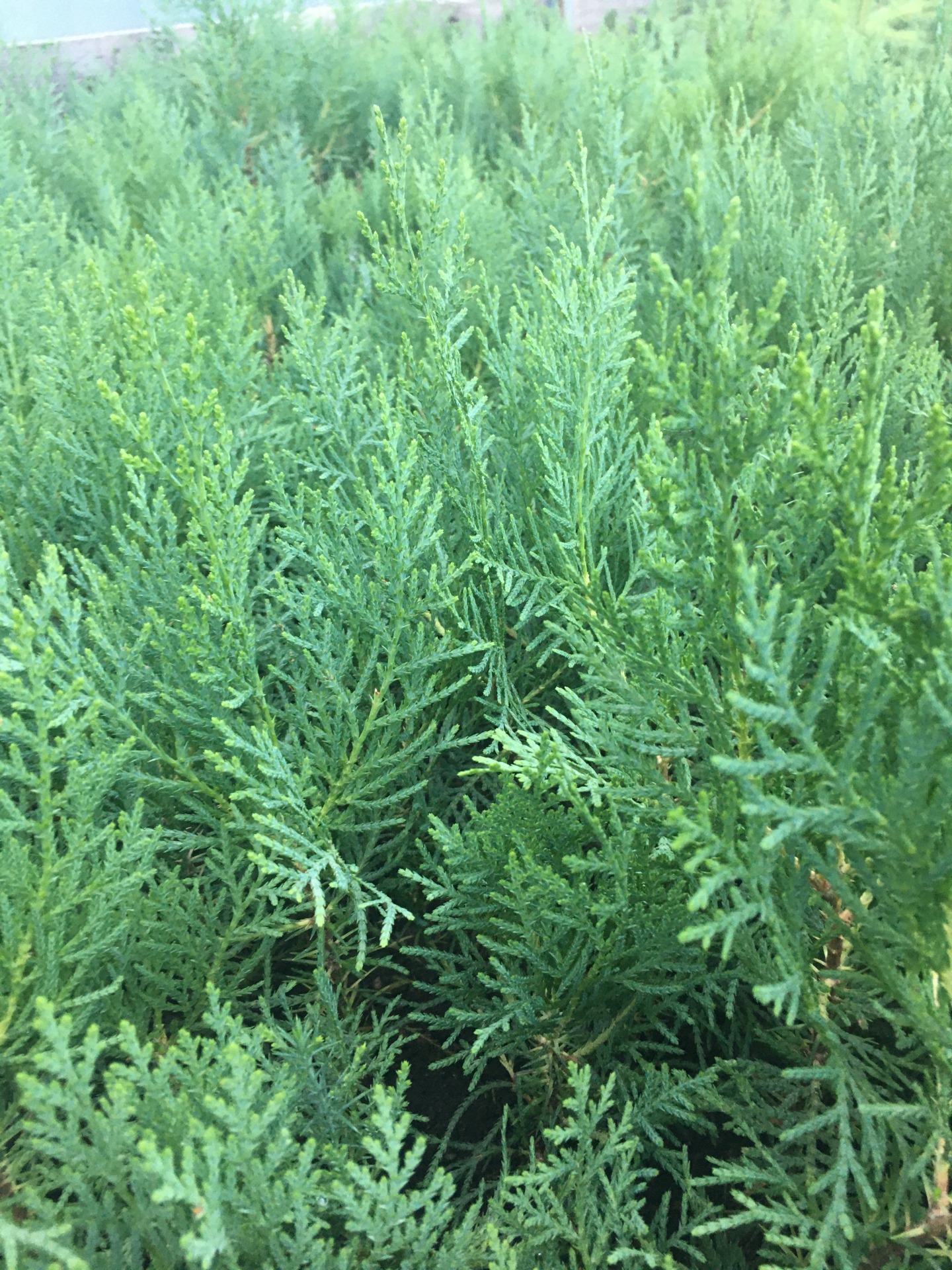 Купить Тую в питомнике хвойных растений по низкой цене